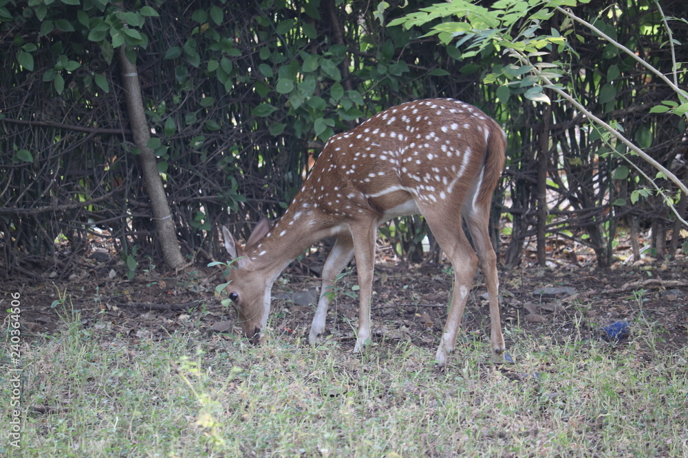 fallow deer in the forest