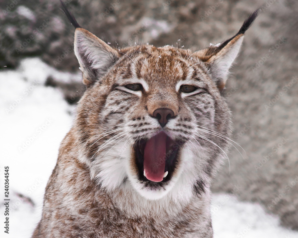 A close-up of the lynx's head, a big cat yawns exposing the red mouth. A close-up of the lynx's head, a big cat yawns exposing the red mouth.