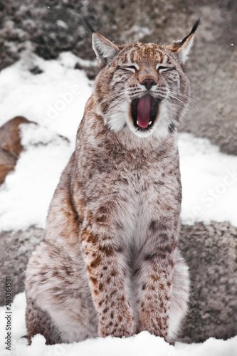 A seated lynx opens a wide mouth. © Mikhail Semenov