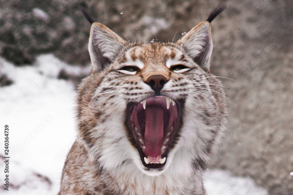 Predatory mouth open. Predatory mouth open.