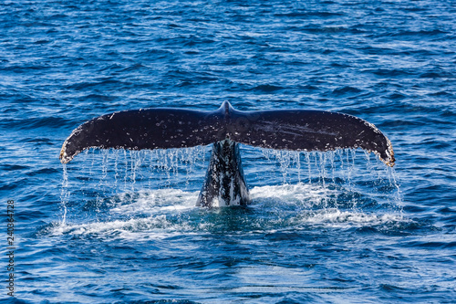 Humpback whales