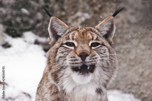A close-up of the lynx's head, a big cat yawns exposing the red mouth.