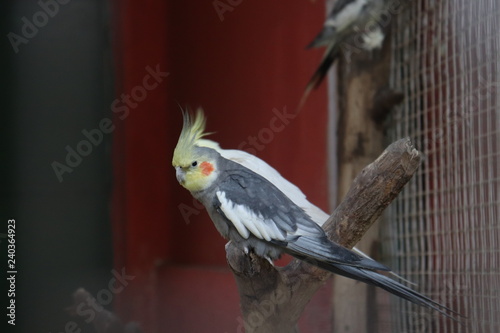 lovebirds - parrot parrot