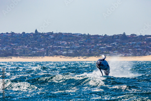 Humpback whale calf breaches off Sydney's Northern beaches, Sydney, Australia