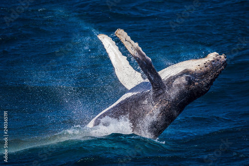 Calf humpback whale off Sydney breaching on a whale watching trip, Sydney Australia 