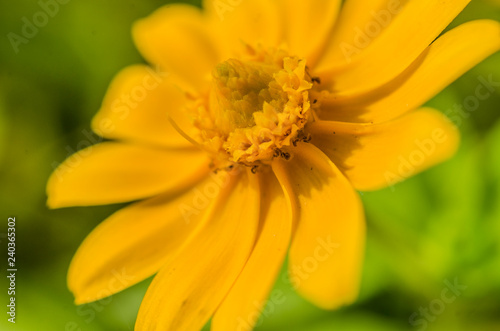 singapore daisy and gloden button flower on table decorate garden yellow flower 