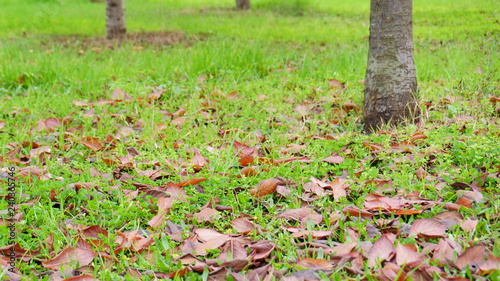 autumn leaves on the grass
