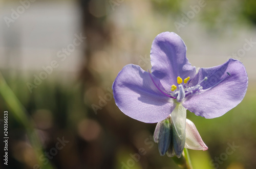 Fototapeta Naklejka Na Ścianę i Meble -  Murdannai flower blue garden 