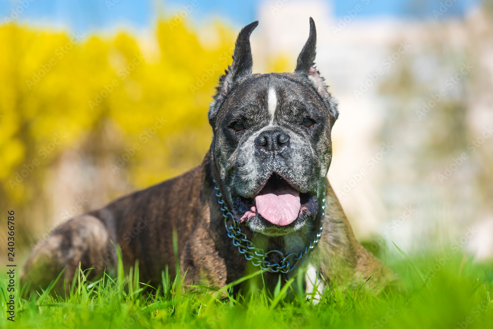 German boxer with cropped ears German boxer with cropped ears