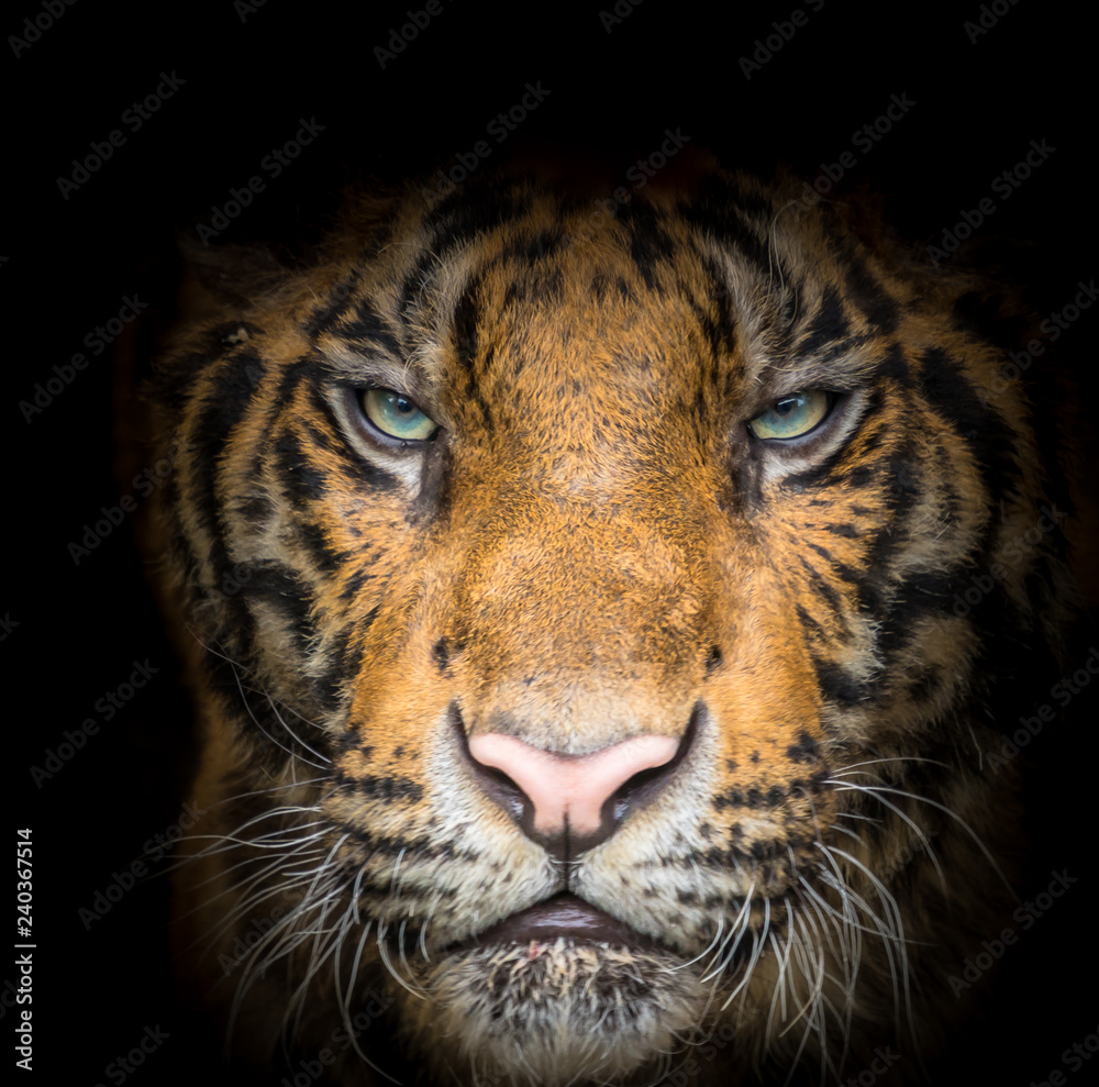Fototapeta premium Ostra twarz tygrysa