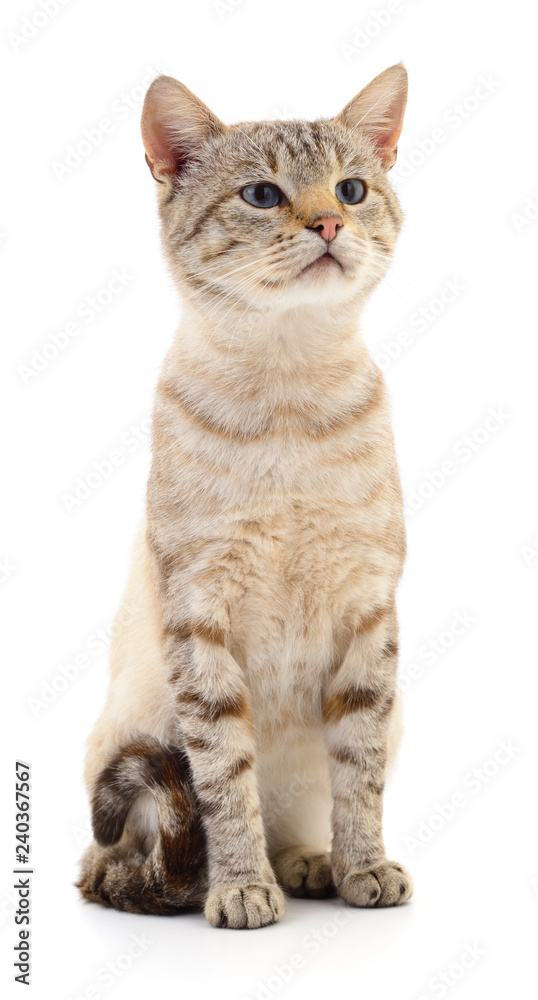 Obraz premium Cat on a white background