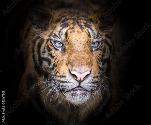 Fierce tiger face