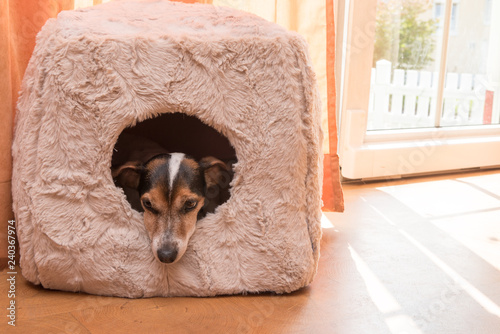 Fototapeta Naklejka Na Ścianę i Meble -  Cute little dog lies comfortably in a cat cave - Jack Russell 10 years old - hair style smooth