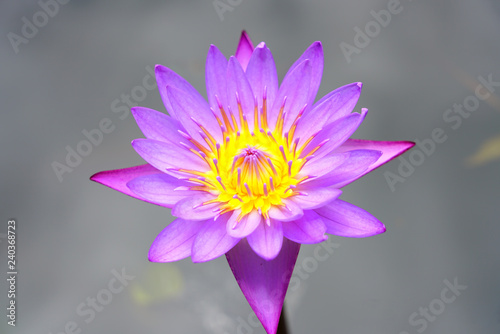 фотографія Purple aquatic lotus waterlily nymphea flowers in a pond