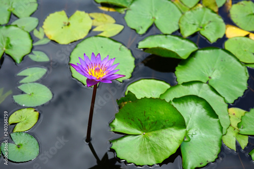 Εκτύπωση καμβά Purple aquatic lotus waterlily nymphea flowers in a pond