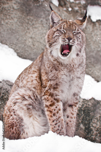 A seated lynx opens a wide mouth.