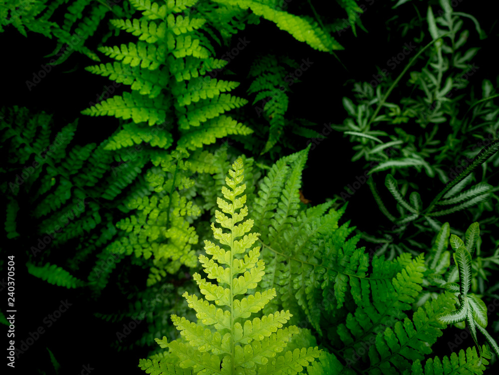 Leaves Fern on The Pots