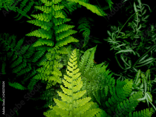 Leaves Fern on The Pots