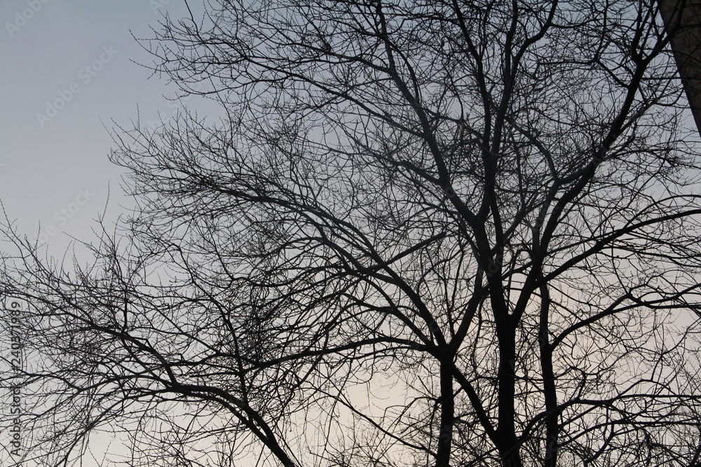 Obraz premium Tree
