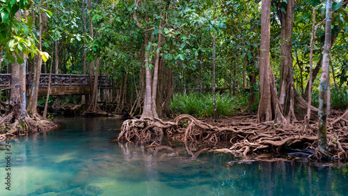 Mangrove forest in Krabi, Thailand © Alexander Zvarich 