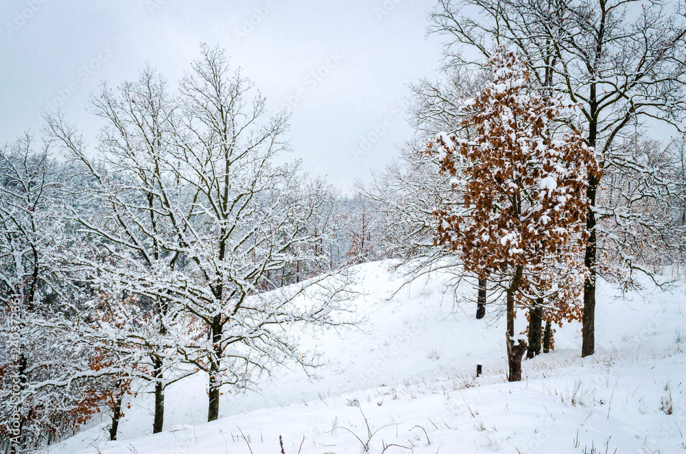 Fototapeta premium winter landscape, trees in the snow