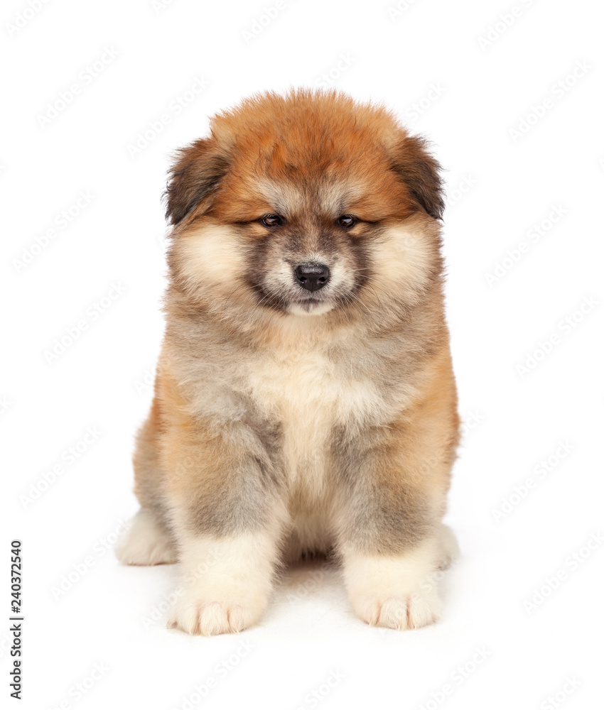 Akita Inu puppy dog on white background Akita Inu puppy dog on white background