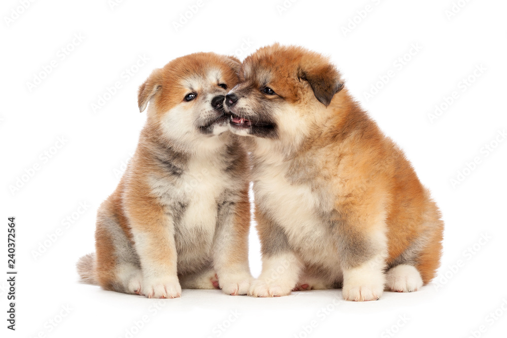 Obraz premium Akita Inu puppy dog on white background