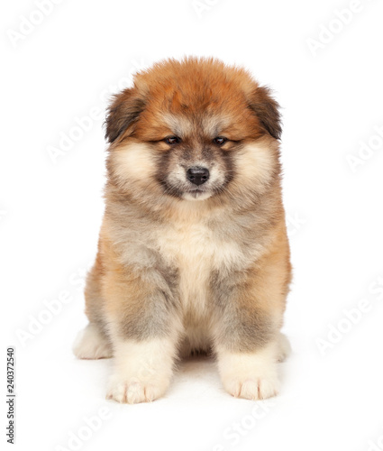 Akita Inu puppy dog on white background