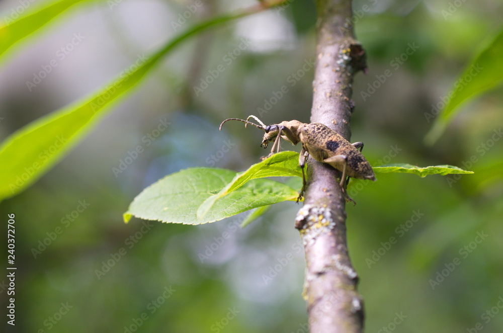 Rhagium mordax beetle on a branch of bird cherry Rhagium mordax beetle on a branch of bird cherry