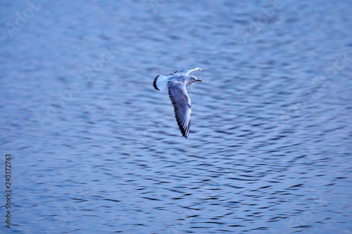Black-headed Gull flies at Lake Oelper in the evening
