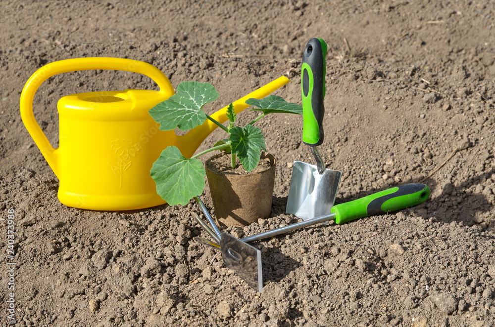 Seedlings of pumpkin in a peat pot before planting and garden tools in the vegetable garden Seedlings of pumpkin in a peat pot before planting and garden tools in the vegetable garden