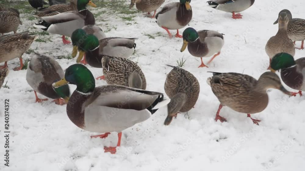 Ducks on snow being fed in winter Ducks on snow being fed in winter