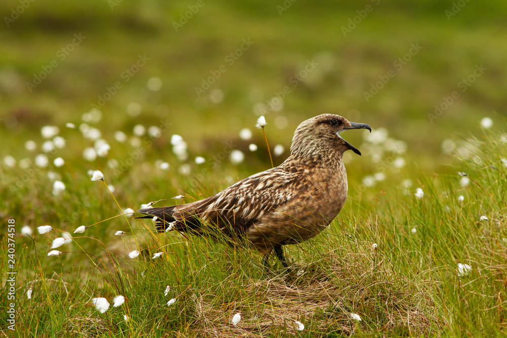 Fototapeta premium Great Skua