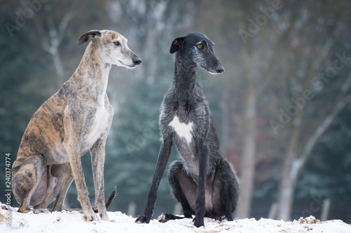 Fototapeta Naklejka Na Ścianę i Meble -  zwei Galgos sitzen im Schnee