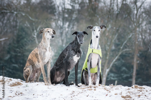 Fototapeta Naklejka Na Ścianę i Meble -  Windhund Trio