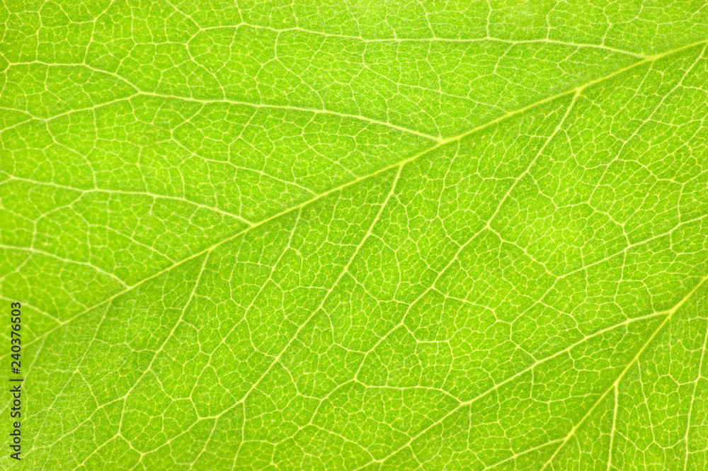 Detailed Green Leaf Macro Background Texture Detail, Large Detailed Horizontal Pattern Closeup Detailed Green Leaf Macro Background Texture Detail, Large Detailed Horizontal Pattern Closeup