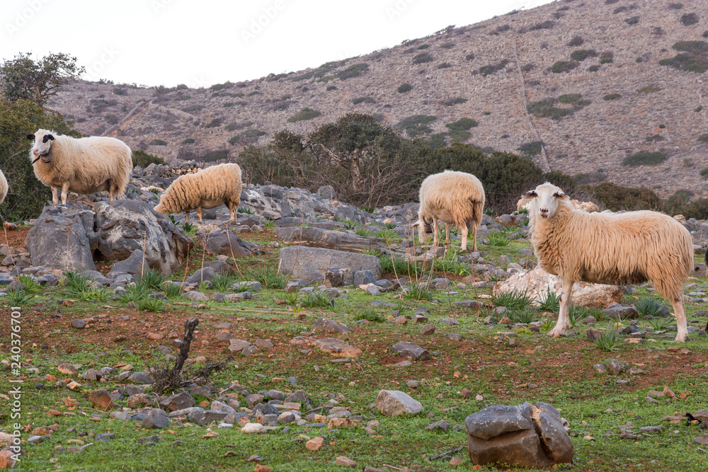 Sheeps in  mountain in Crete Greece.