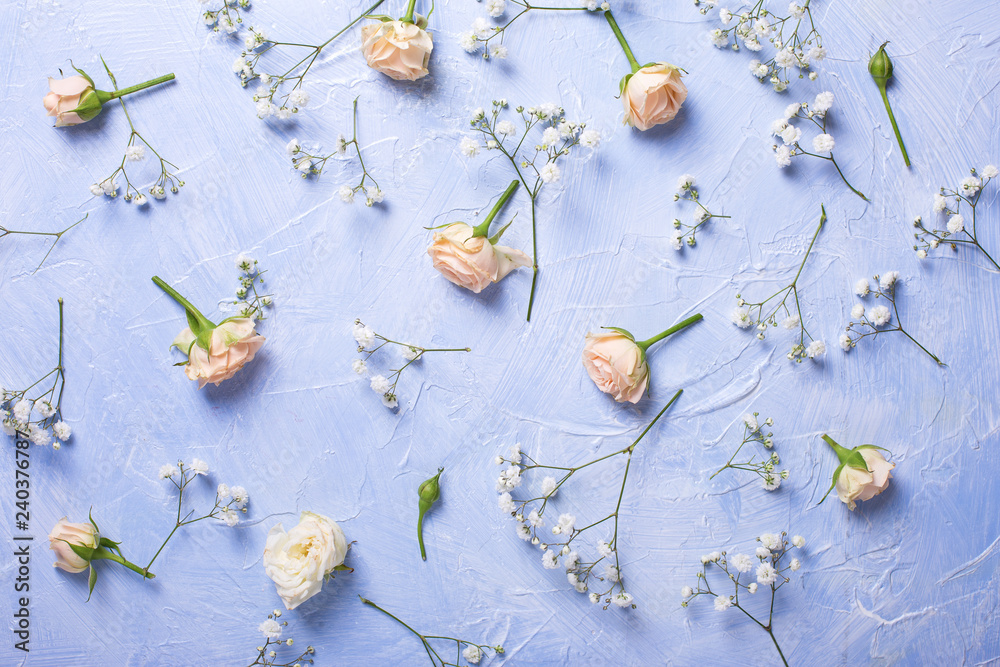 Fototapeta Wzór ze świeżych białych kwiatów gypsofila i róży na niebieskim tle z teksturą.
