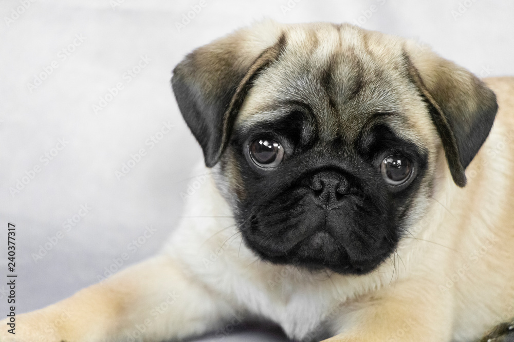 cute pug puppy portrait