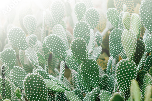 Photo of many small cactus in morning light
