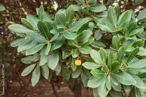 Strawberry tree bush or Arbutus photo