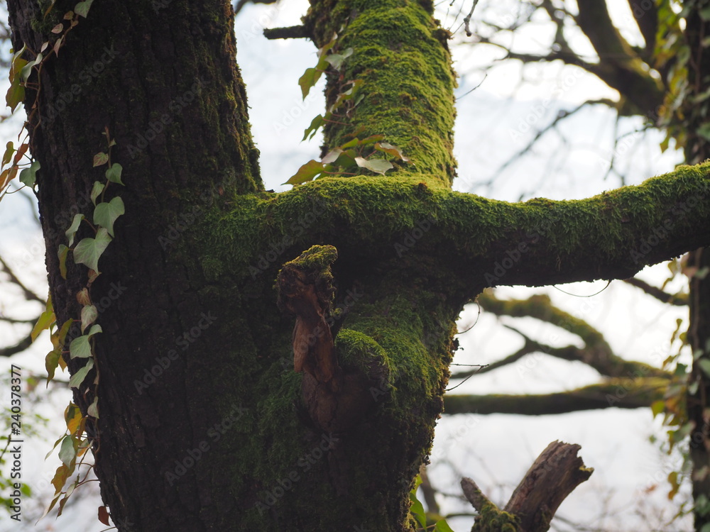 Obraz premium Tree covered with moss