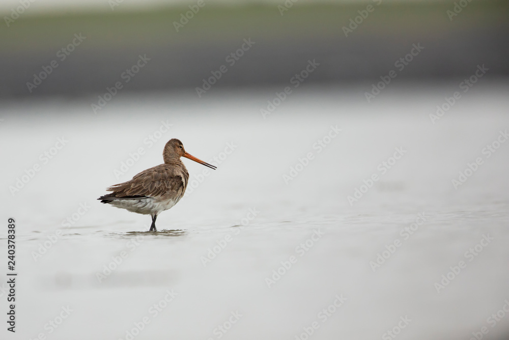 Black tailed godwit Black tailed godwit