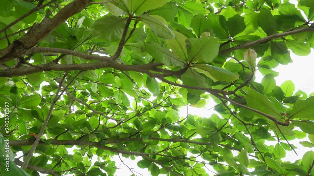 Nature tree and leave background with bright afternoon sun and sky. Nature tree and leave background with bright afternoon sun and sky.