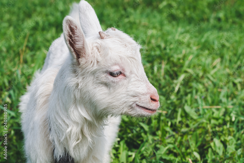 Little white horned goat on a green meadow on a summer day close up Little white horned goat on a green meadow on a summer day close up
