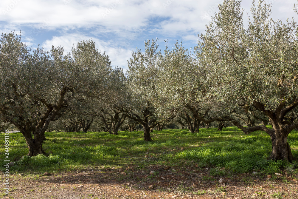Olive trees plantation in Crete, Greece.
