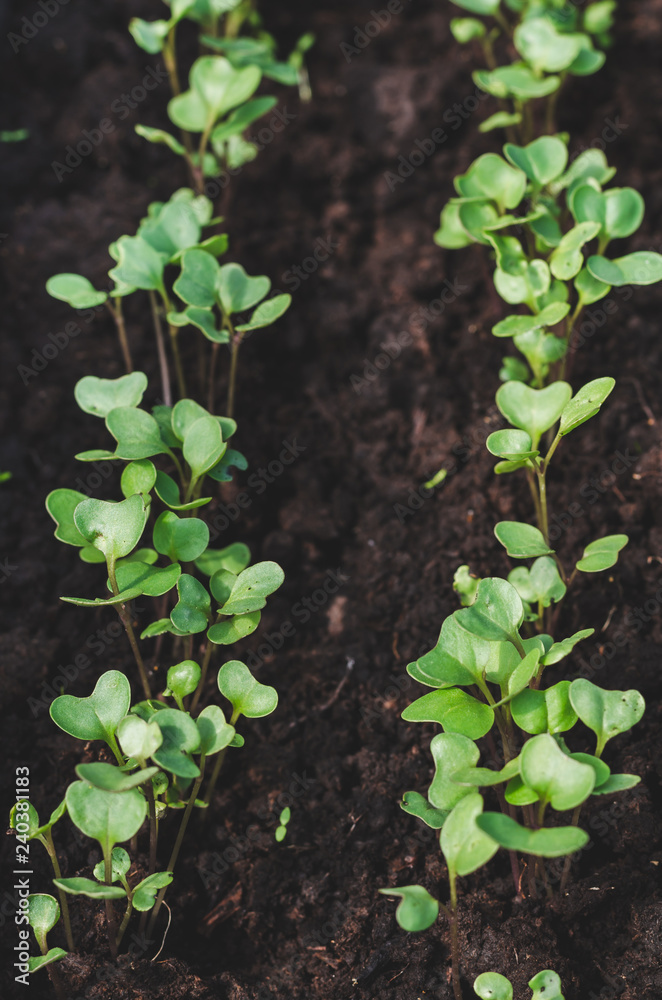 Young shoots of white cabbage in the garden. Young shoots of white cabbage in the garden.