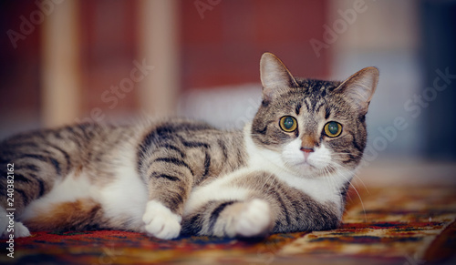 Portrait of the striped cat lying on a carpet.