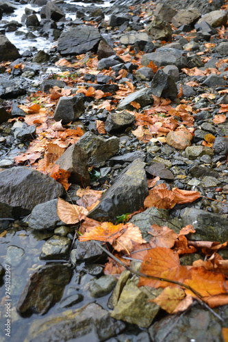 orange autumn leaves lie on the water and sea stones