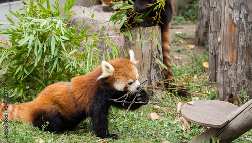 Red Panda or Lesser panda (Ailurus fulgens) gnawing a tree branch.